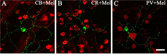 Functional architecture of neurons