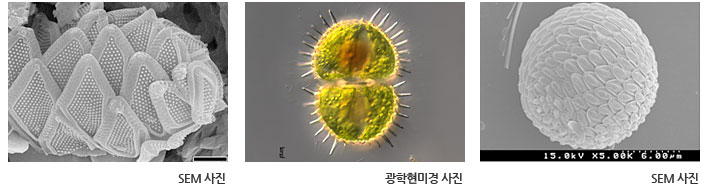 sem사진과 광학현미경 사진 예시