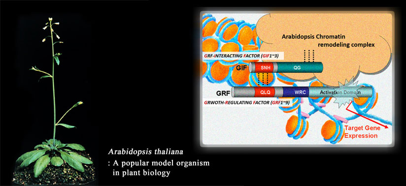 arabidopsis thaliana : a popular model organism in plant biology