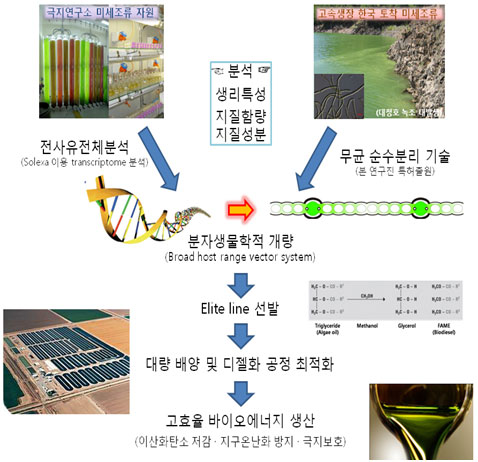 미세조류 분석 개량 과정