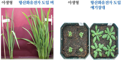 야생형과 항산화유전자 도입된 벼와 애기장대 비교